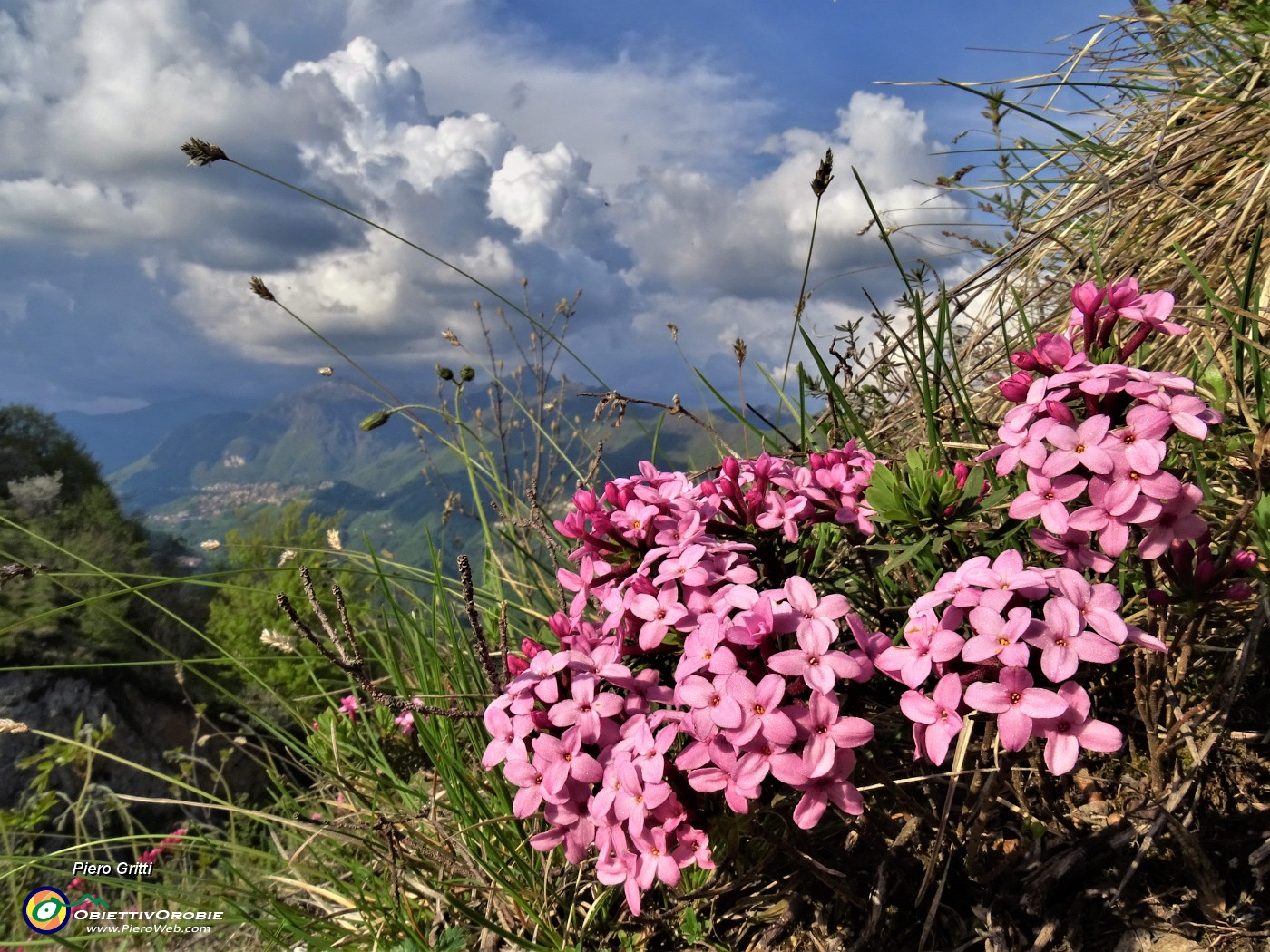44 Daphne cneorum (Cneoro-dafne odorosa) con vista in Alben tra le nuvole.JPG